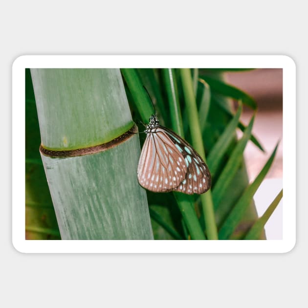 Butterfly on bamboo Sticker by lightsfromspace